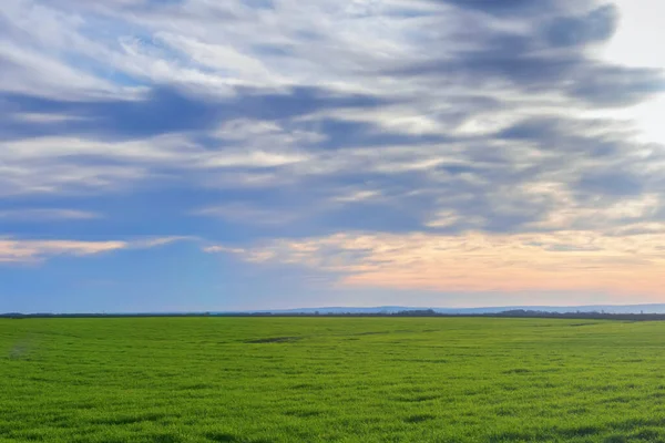 Jonge Tarwe, Groene Tarwe Zaailingen groeien in een veld — Stockfoto